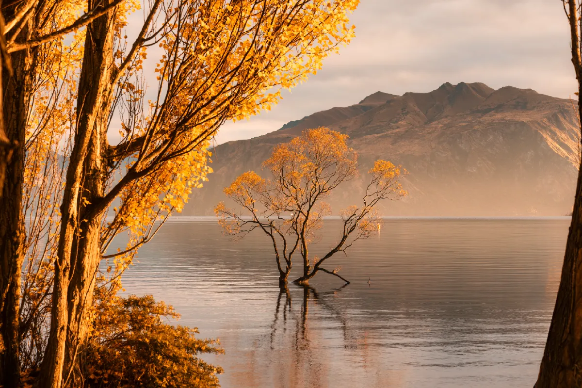 A wide-angle landscape of the iconic "lone tree of Lake Wanaka" at sunset, a world-famous New Zealand wedding photo spot.