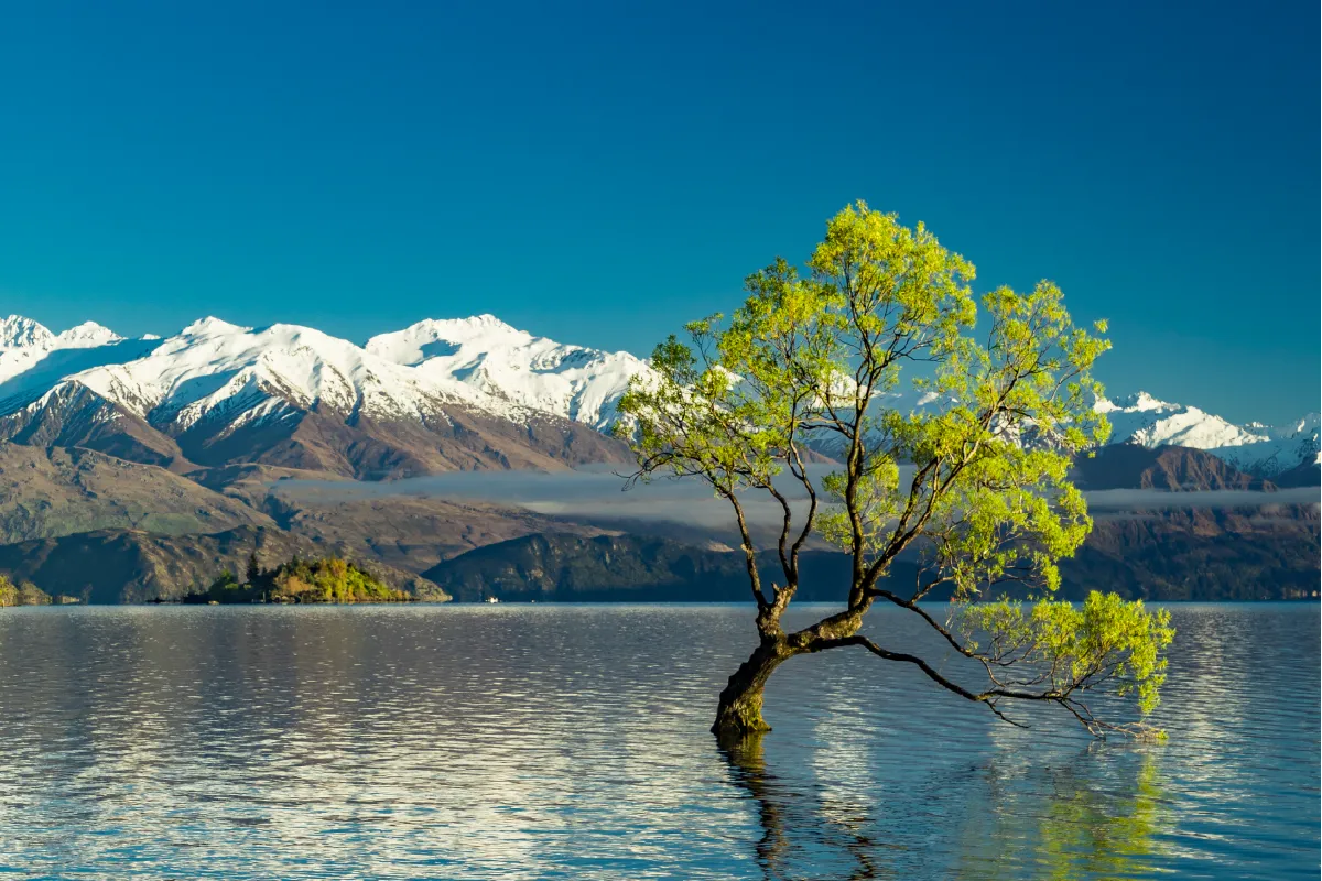 A wide-angle landscape of the iconic "lone tree of Lake Wanaka" at sunset, a world-famous New Zealand wedding photo spot.
