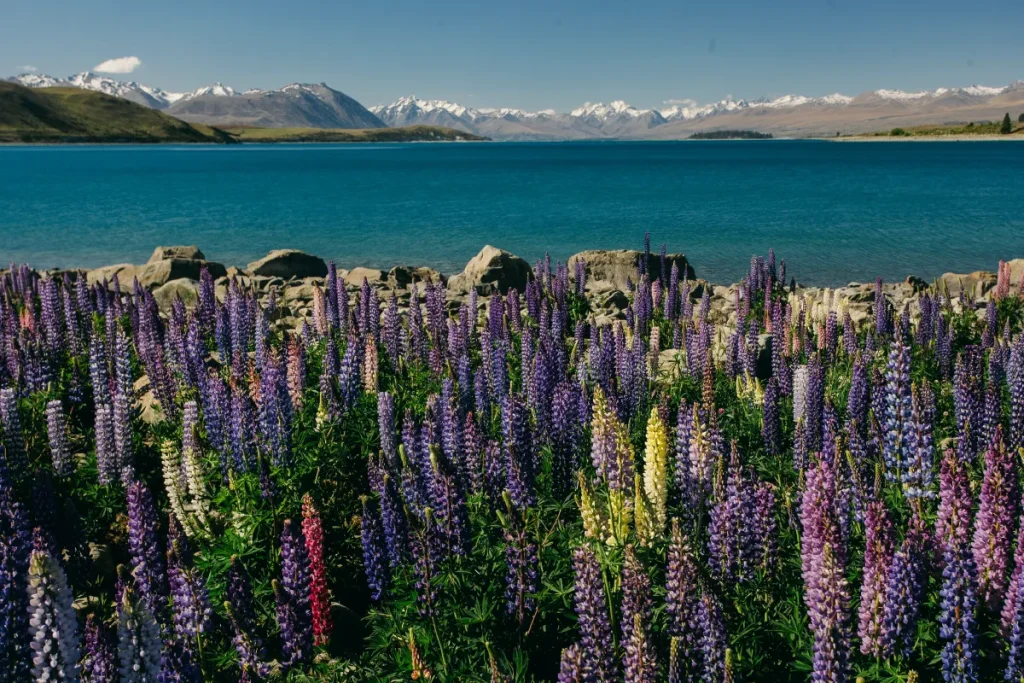 Lake Tekapo Weddings: 7 Reasons It’s New Zealand’s Most Ethereal Location