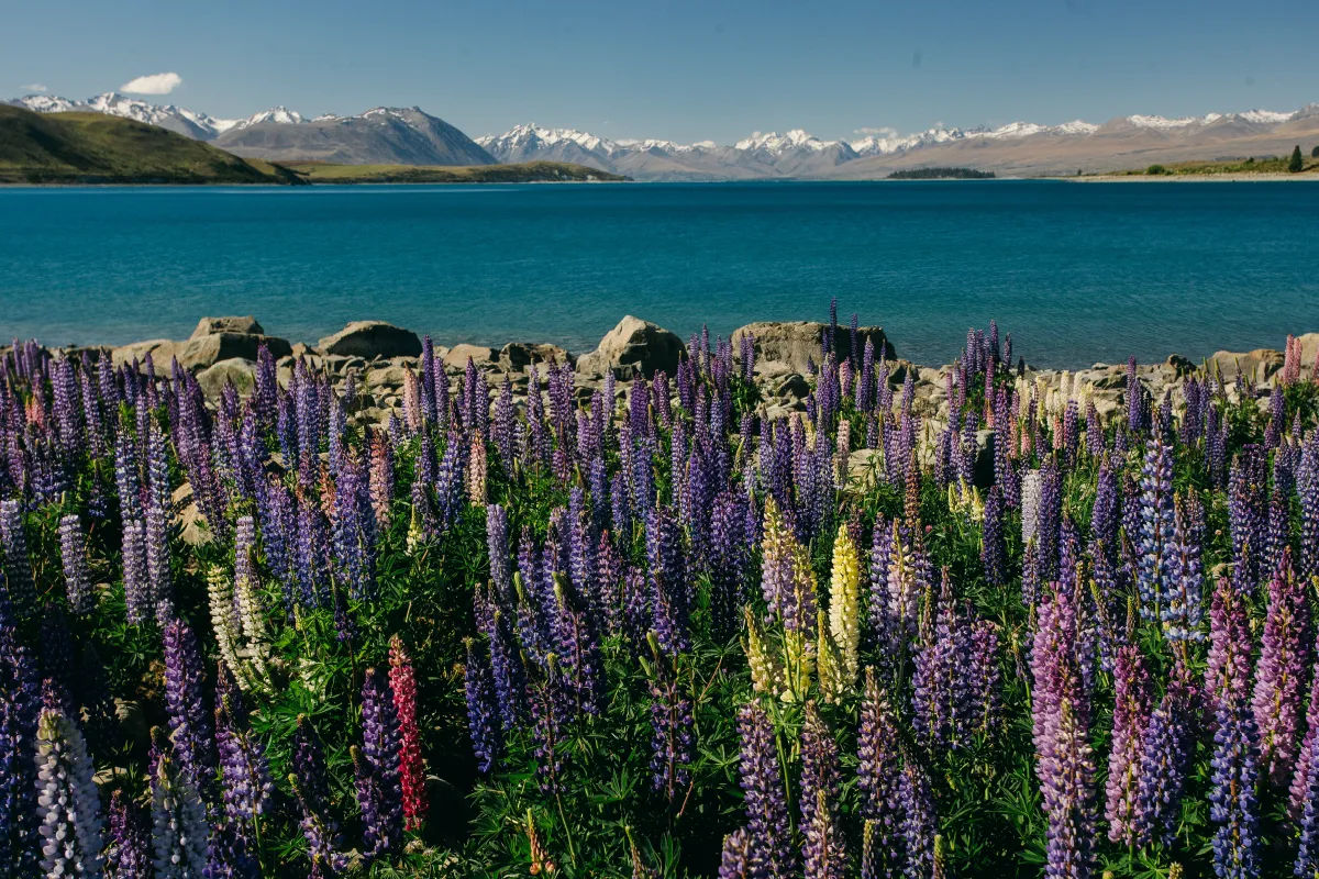 A romantic couple walking through a field of vibrant purple lupins in Lake Tekapo, a quintessential South Island wedding photography location.