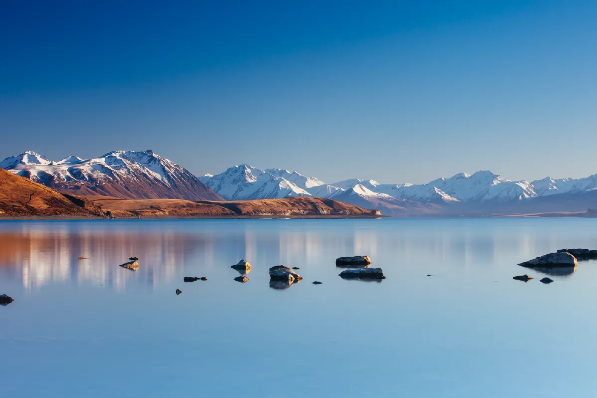 A romantic couple walking through a field of vibrant purple lupins in Lake Tekapo, a quintessential South Island wedding photography location.