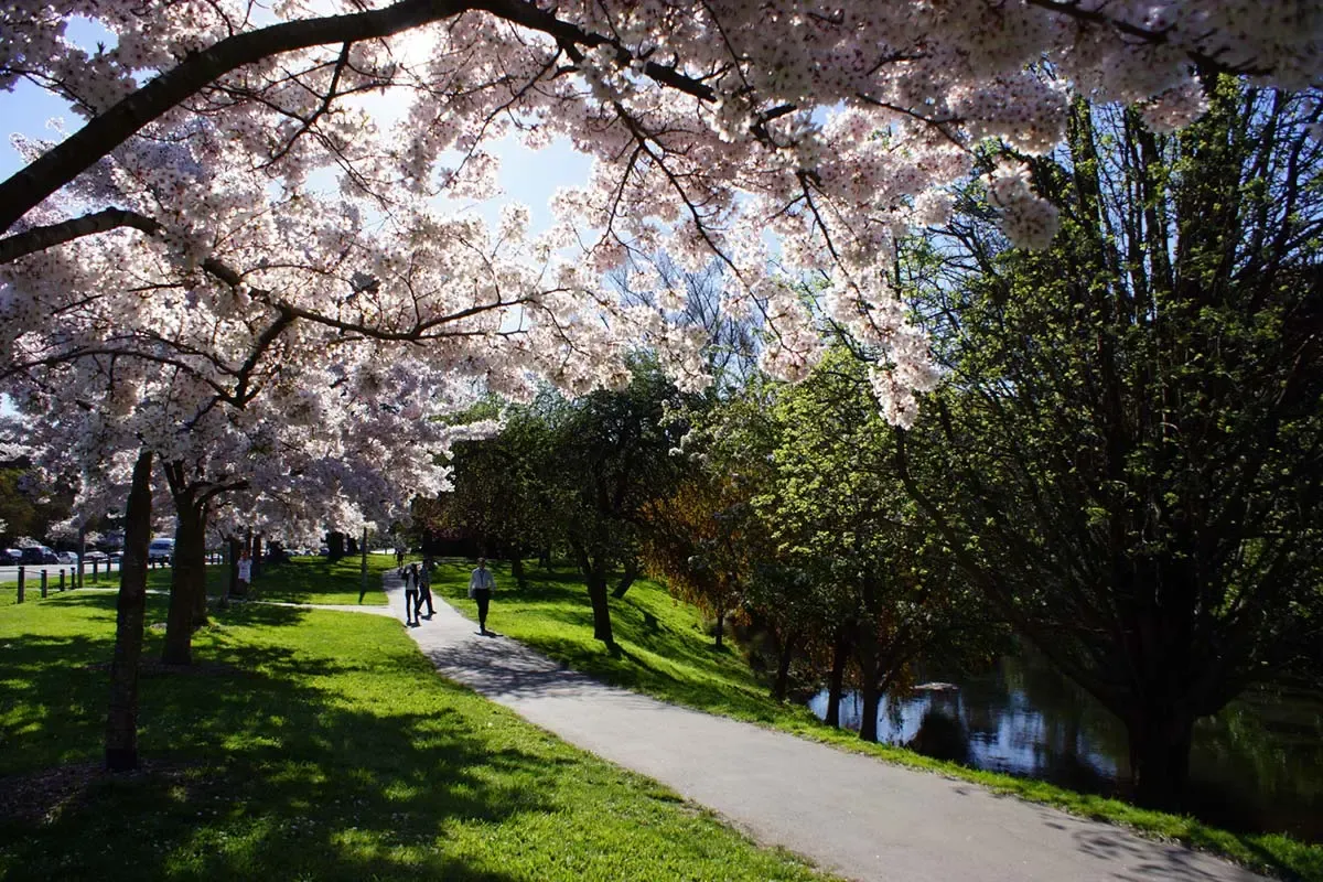 A sun-drenched pathway lined with blooming pink cherry blossoms overhanging a river, perfect for spring wedding photos.